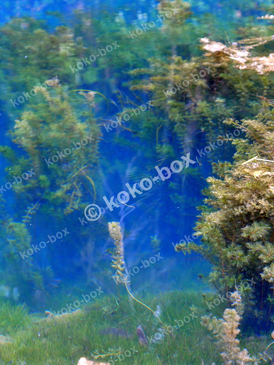 神秘的なコバルトブルーの水草の水中風景 縦位置写真