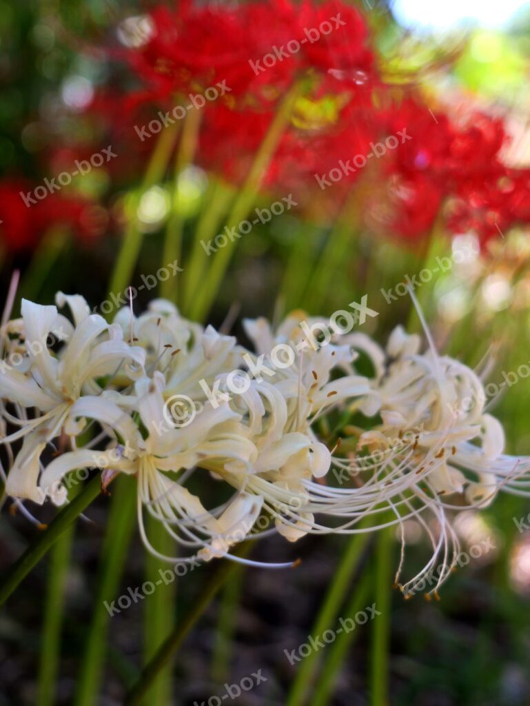紅白の彼岸花が咲き誇る縦位置写真素材