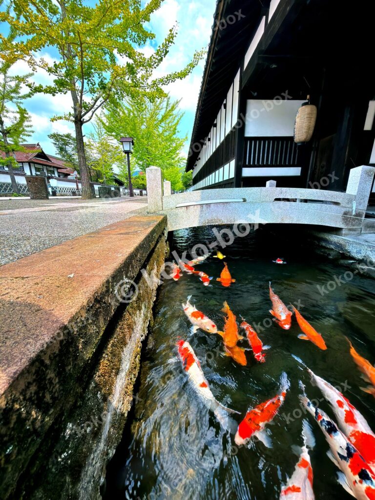 津和野の掘割を泳ぐ錦鯉と白壁土蔵の街並み、縦位置写真