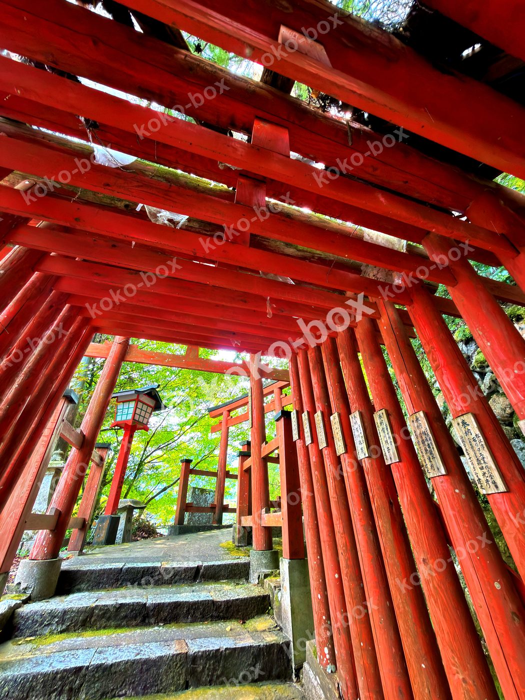 伏見稲荷大社・千本鳥居と新緑の木漏れ日を捉えた縦位置写真素材