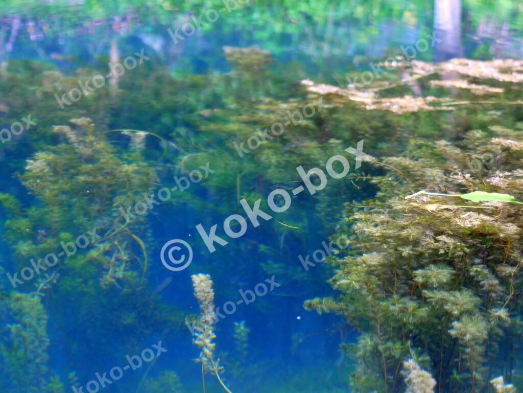 神秘的な蒼い泉の水底に広がる水草の群生（横位置）