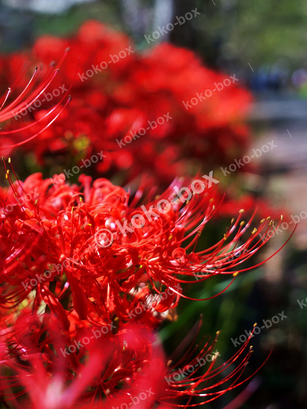 鮮やかな深紅の彼岸花と繊細な雄蕊の縦位置写真