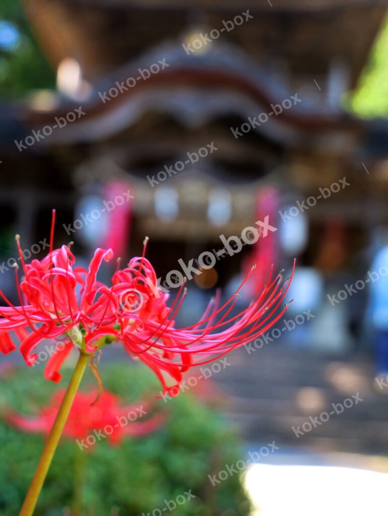 木漏れ日を浴びて咲く彼岸花と神社の拝殿の縦位置写真