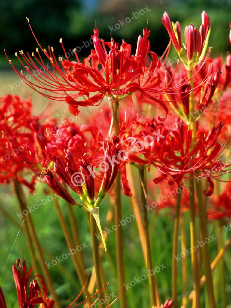 夕暮れの光に輝く曼珠沙華（彼岸花）の群生の縦位置写真素材