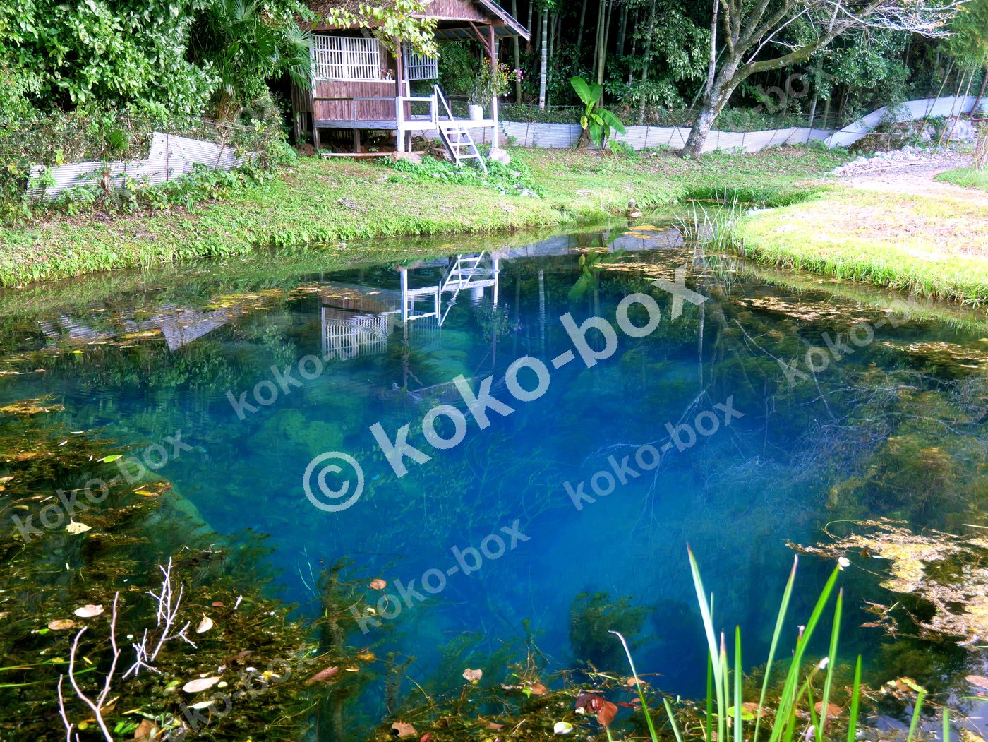 神秘的な蒼い湧水池と木造小屋の風景写真(横位置)