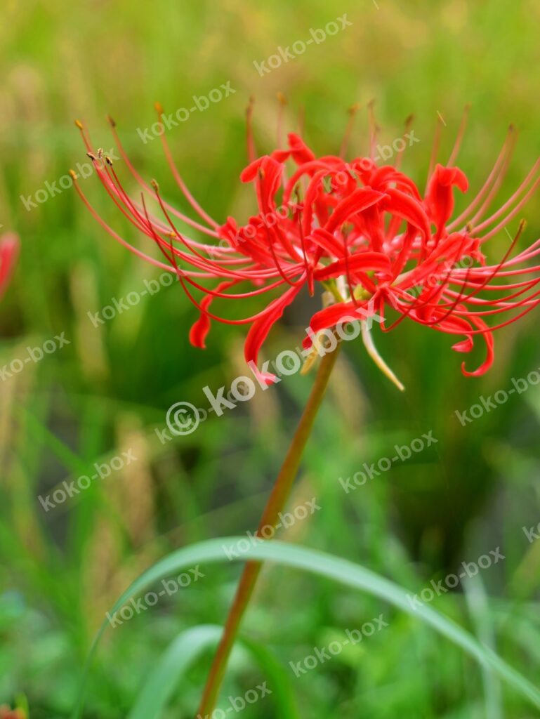 鮮やかな赤色の彼岸花の縦位置写真素材